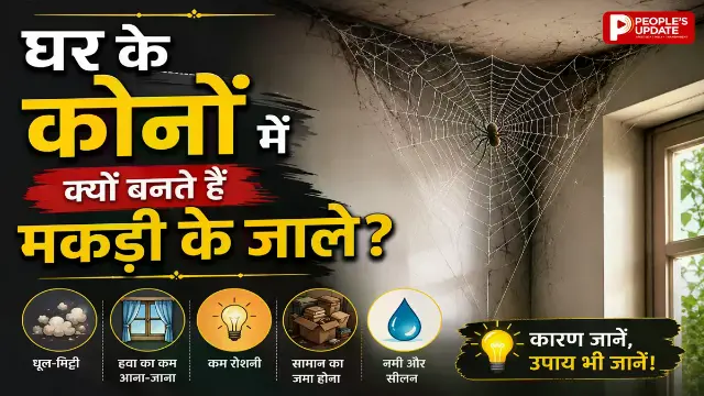 घर में बार-बार लग रहे हैं मकड़ी के जाले? न करें नजरअंदाज, हो सकता है बड़ा संकेत, जानें क्या कहता है वास्तु