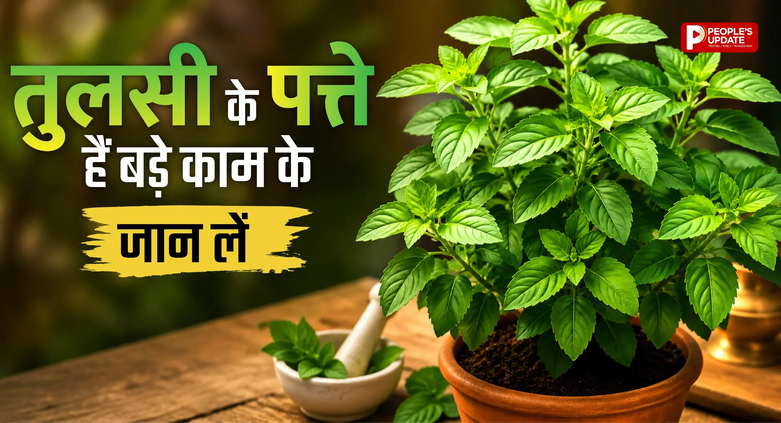 तुलसी की पत्तियां क्यों मानी जाती हैं खास? जानिए इसके फायदे और इस्तेमाल का सही तरीका