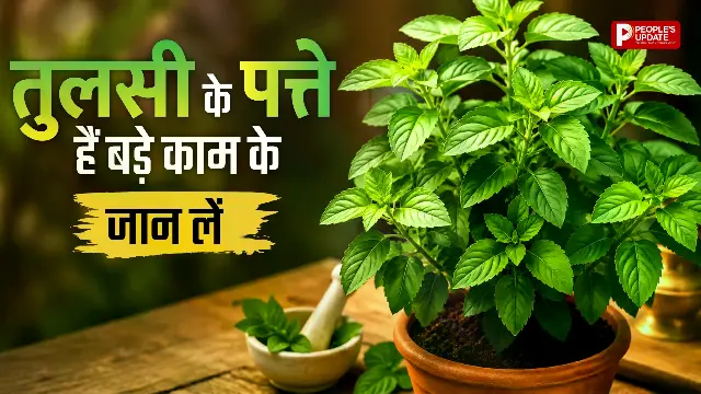 तुलसी की पत्तियां क्यों मानी जाती हैं खास? जानिए इसके फायदे और इस्तेमाल का सही तरीका