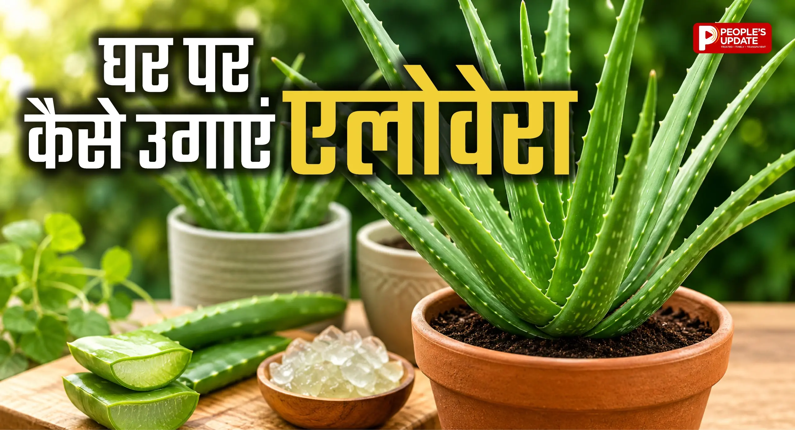 घर की बालकनी में ऐसे उगाएं एलोवेरा, जानिए लगाने से लेकर देखभाल तक का तरीका