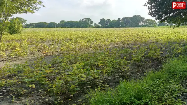 बारिश कम हुई तो खेत में क्या बोएं? जानिए कम पानी में तैयार होने वाली फायदेमंद फसलें