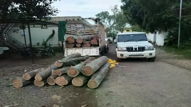 छिंदवाड़ा में वन विभाग की बड़ी कार्रवाई: 19 सागौन लट्ठों से भरी पिकअप और बोलेरो जब्त, एक आरोपी पकड़ा