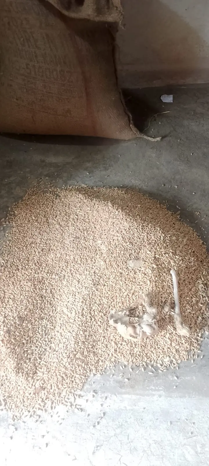 टीकमगढ़ की राशन दुकान पर हड्डियां मिलने से मचा हड़कंप, खाद्य विभाग ने दुकान सील कर वितरण रोका