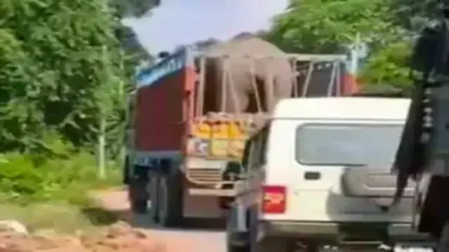 मलकपुर जंगल में अकेले भटक रहे जंगली हाथी का रेस्क्यू, बांधवगढ़ भेजा गया; साथी की करंट से हुई थी मौत