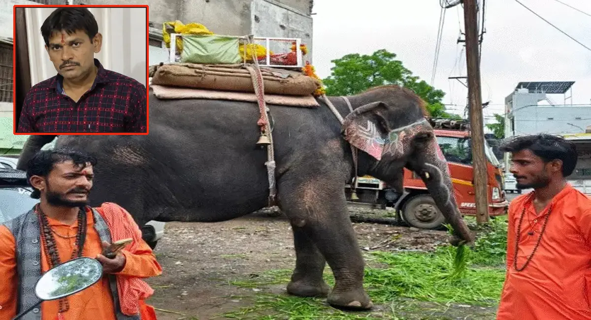 बेकाबू हाथी ने ऑटो चालक को कुचला, इलाज के दौरान मौत; 15 महावत भी नहीं कर सके काबू