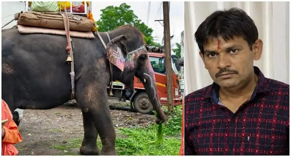 हाथी को मिली सशर्त रिहाई, कोर्ट के आदेश तक इंदौर में ही रहेगा