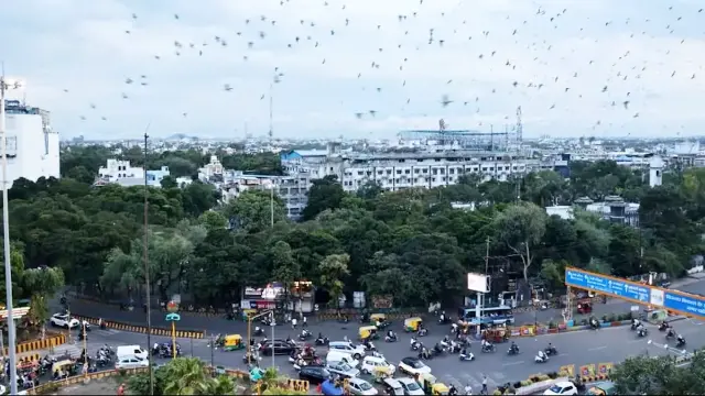पेड़ों पर फिर हाईकोर्ट की ढाल! NGT की अनुमति पेश नहीं कर सका मेट्रो,लाखों परिंदों का आशियाना है मौजूद