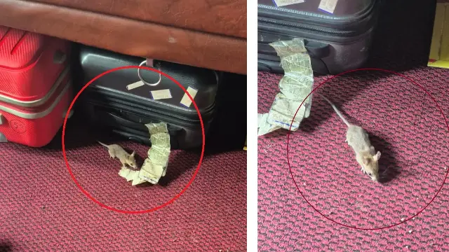 ट्रेन में चूहे का आतंक:78 वर्षीय रिटायर्ड अधिकारी की नाक कुतरी:,चंडीगढ़ से इंदौर आ रहे थे; दर्द और खून निकलने से खुली नींद