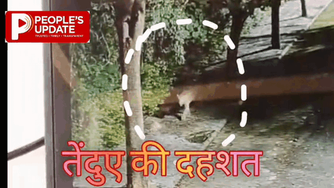 इंदौर में फिर तेंदुए की दस्तक! बिहाड़िया की फार्म हाउस कॉलोनी में कैमरे में कैद, रहवासियों में दहशत