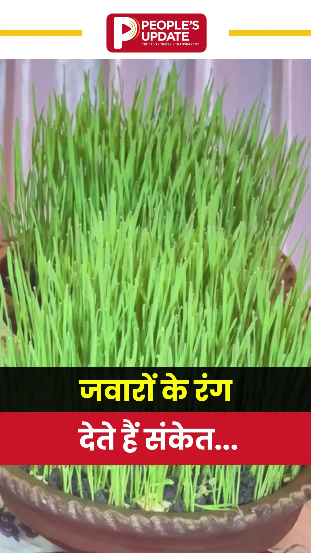 माता के जवारों से जानिए आने वाले साल के शुभ-अशुभ संकेत