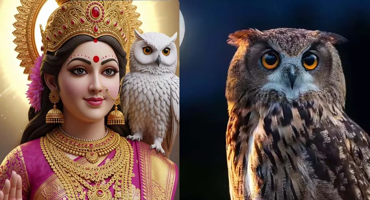 अंधविश्वास या तंत्र-मंत्र? दीपावली पर उल्लू तस्करी और बलि का काला सच, जानें कारण