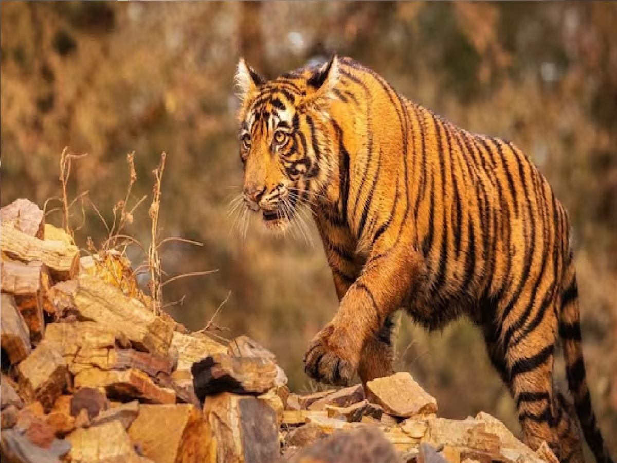 बरसात में पहली बार मप्र के टाइगर मूवमेंट एरिया के आसपास बनाया जा रहा वर्किंग प्लान 