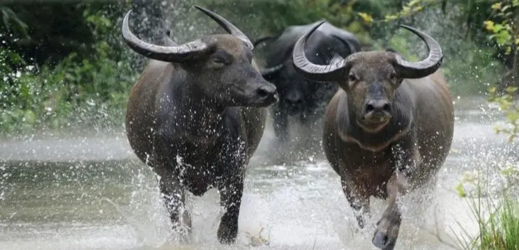 90 के दशक में खत्म हुए वाइल्ड बफेलो फिर बनेंगे कान्हा नेशनल पार्क की रौनक 