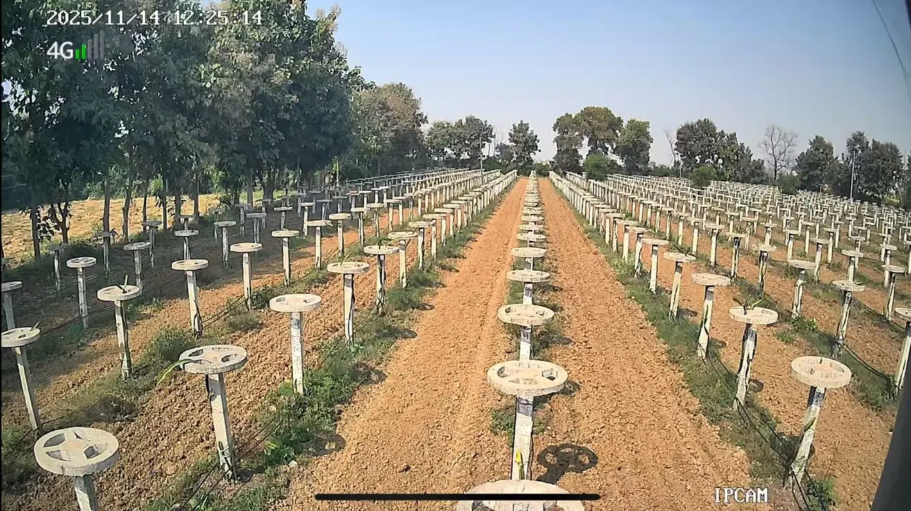  ग्वालियर में शुरू हुई ड्रैगन फ्रूट की खेती, दो एकड़ में लगाए 4 हजार पौधे