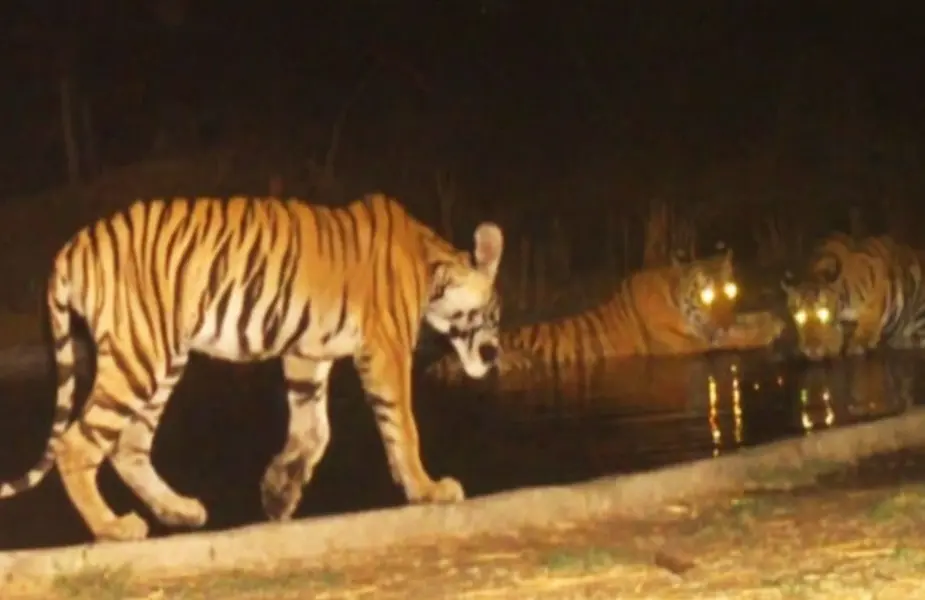 मप्र के सभी टाइगर रिजर्व, सेंक्चुरीज में कल से बंद होगी नाइट सफारी