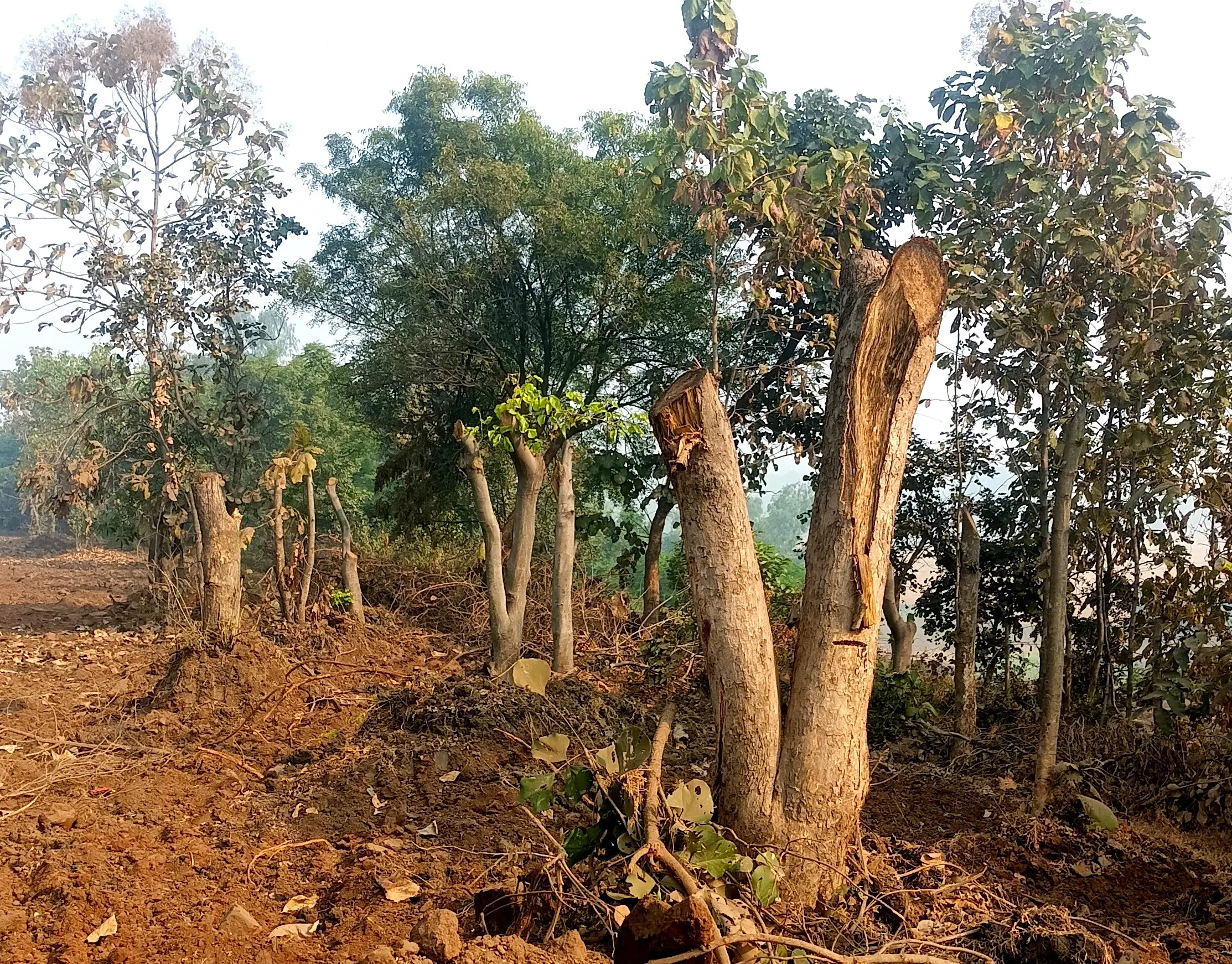 भोपाल में हर दिन कट जाते हैं 25 से ज्यादा पेड़, अनुमति 2 से 3 की