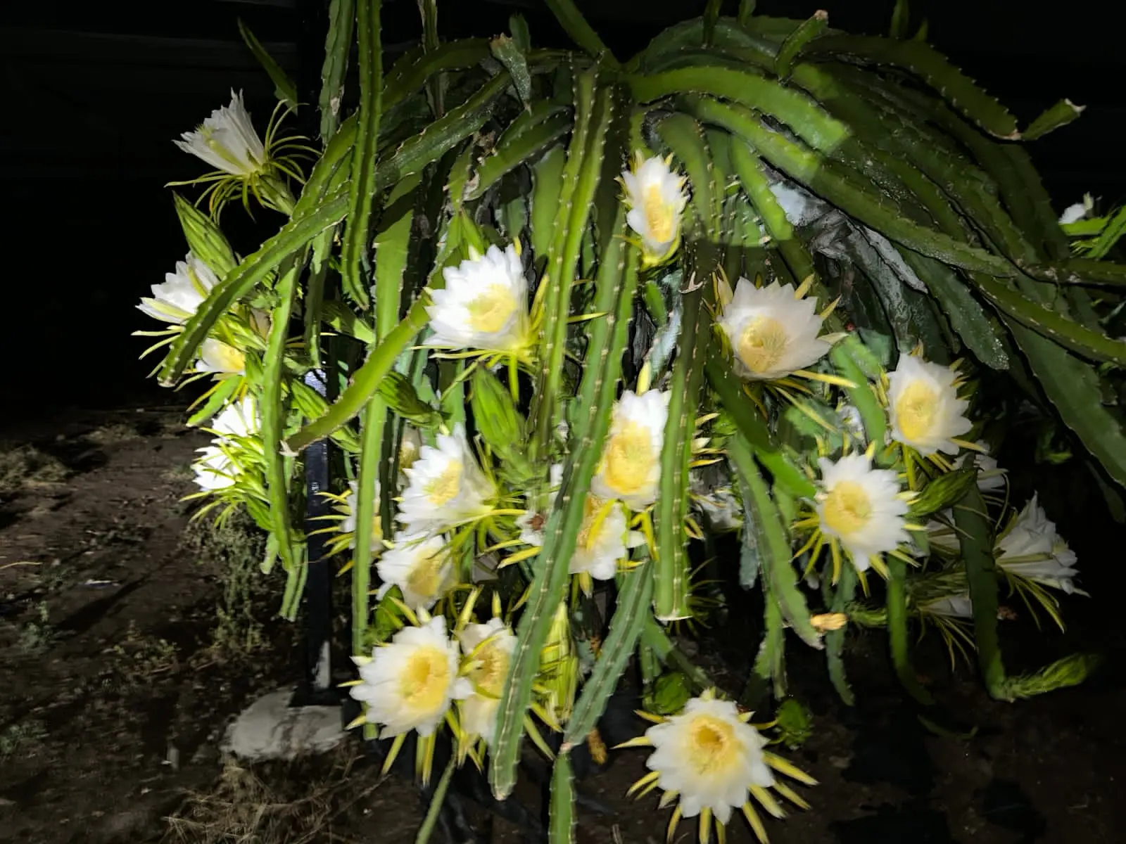 /img/89/1775314690580