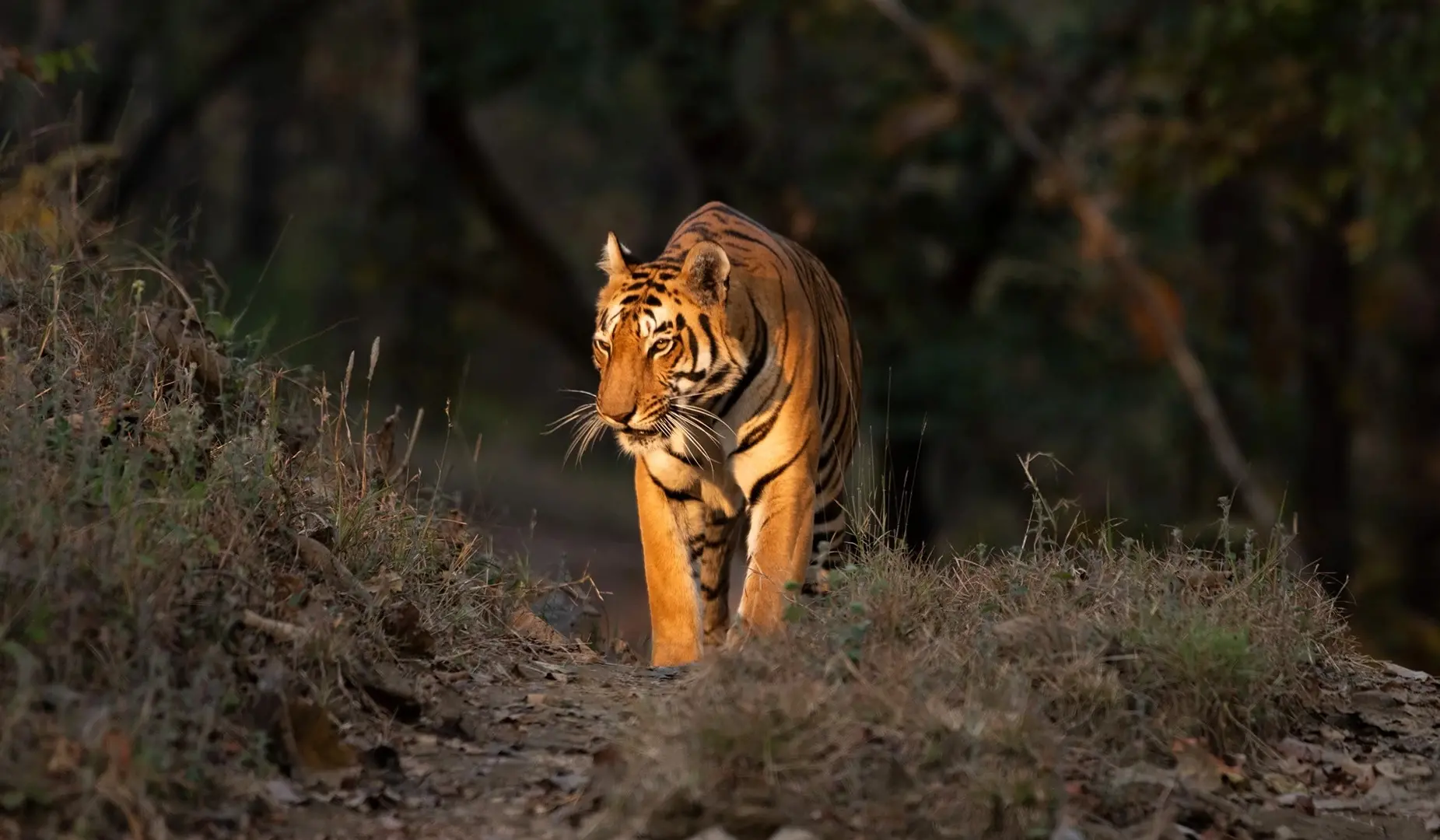 सतपुड़ा टाइगर रिजर्व में आदिवासी पर टाइगर का अटैक, मारकर शव के पास बैठा रहा