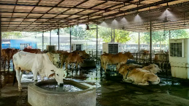 भीषण गर्मी में गोशाला की गायों के लिए कूलर-पंखों के साथ मिस्टिंग की फुहारों से ठंडक