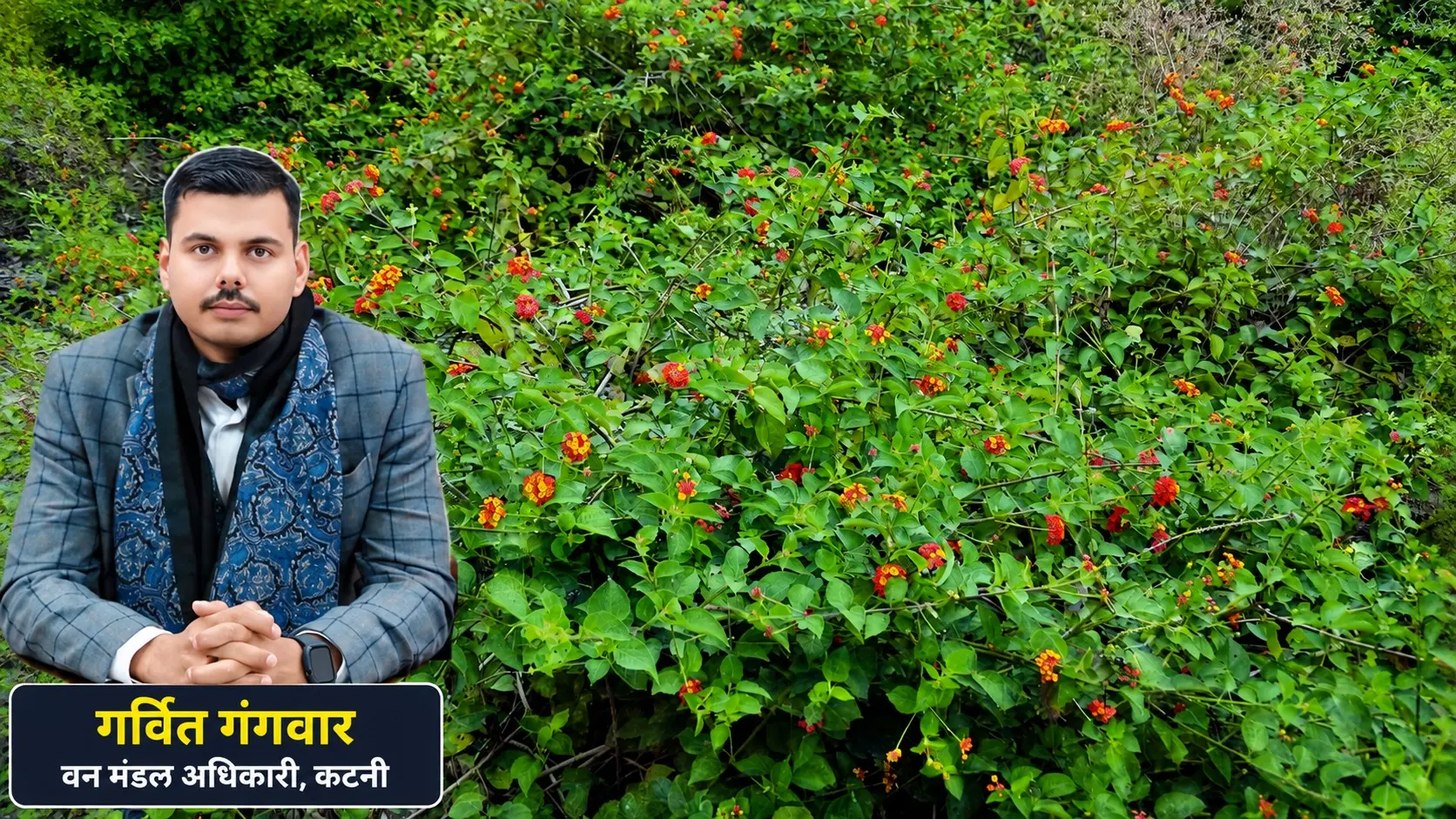 जंगलों का 'कैंसर' अब लाएगा रोजगार, लैंटाना झाड़ी से बनेगी खाद और बायो-ईंधन