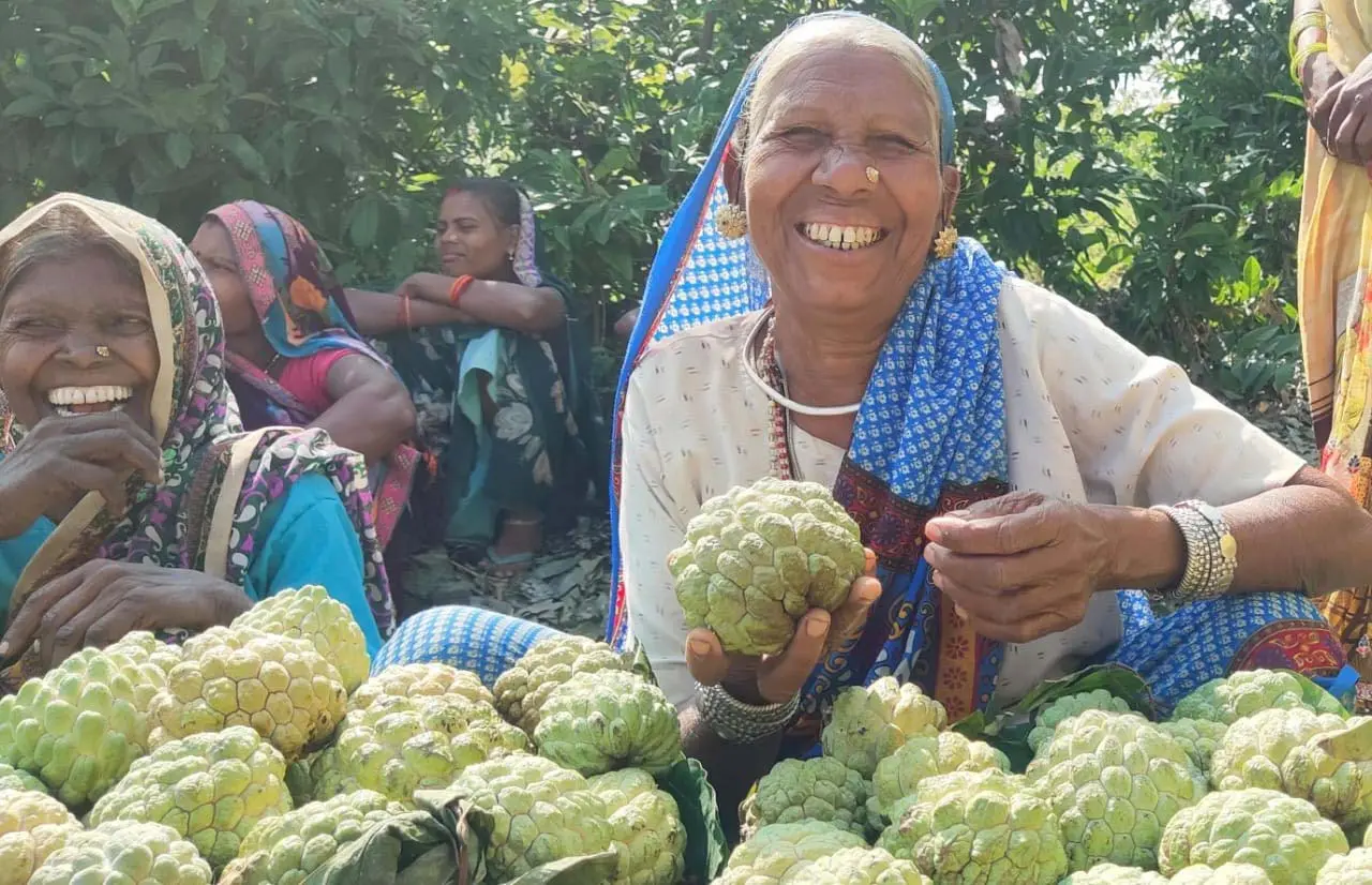 सिवनी जिले के ‘भूतबंधानी जम्बो सीताफल को मिला जीआई टैग, किसानों को मिलेगा बेहतर मूल्य