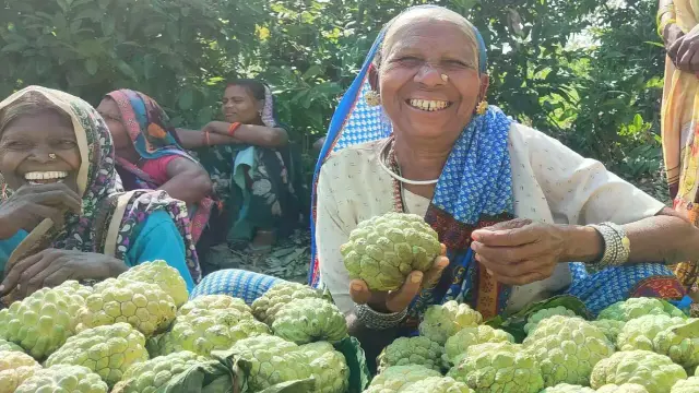 सिवनी जिले के ‘भूतबंधानी जम्बो सीताफल को मिला जीआई टैग, किसानों को मिलेगा बेहतर मूल्य