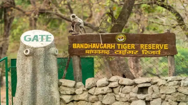 मप्र में पर्यटकों की पहली पसंद बना बांधवगढ़ नेशनल पार्क, कान्हा में कम हुए सैलानी, आखिरी दिन तक शाम की सफारी फुल