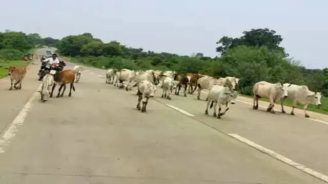 कटनी-जबलपुर हाईवे पर हादसों को रोकने के लिए मास्टर प्लान तैयार, संवेदनशील इलाकों में बनेंगी अस्थाई गौशालाएं