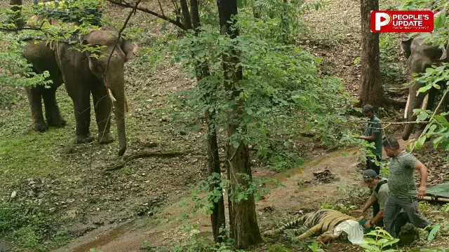 AI की मदद से 2-3 बाघ, तेंदुए,भालू और जंगली कुत्तों के बीच खोज निकाला गया खूंखार बाघ 'PN 103 M'