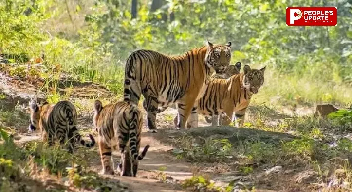 मानसून अलर्ट पर मप्र के टाइगर रिजर्व, 40 दिनों से चौबीसों घंटे पैदल गश्त