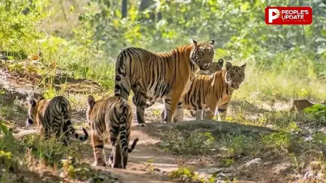 मानसून अलर्ट पर मप्र के टाइगर रिजर्व, 40 दिनों से चौबीसों घंटे पैदल गश्त