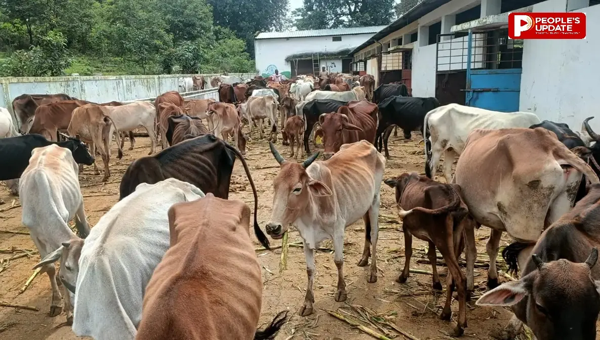 मनकू घाटी गौशाला में तड़प रहे गोवंश, दोहरे प्रभार के चक्कर में पंचायत सचिव बेपरवाह