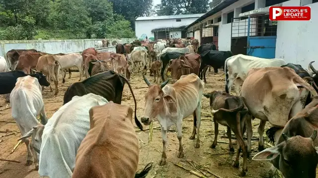 मनकू घाटी गौशाला में तड़प रहे गोवंश, दोहरे प्रभार के चक्कर में पंचायत सचिव बेपरवाह