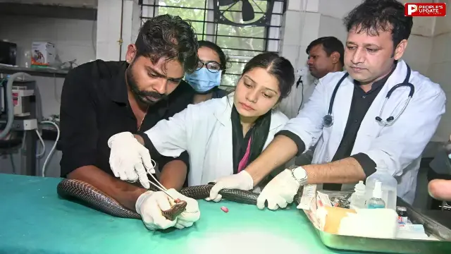 सुई-धागे से सिले जबड़ों और खौफ के साए में कैद थे जहरीले कोबरे और धामन सर्प, वेटरनरी डॉक्टर्स ने बचाई जान