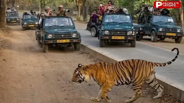 बांधवगढ़ को मिला नया 'राजा': टाइगर 'पुजारी' के बाद आक्रामक ‘D-1’ का एकछत्र राज, बना पर्यटकों की पहली पसंद