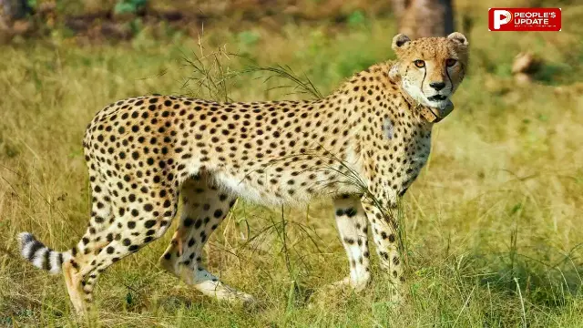 गांधीसागर में पहुंची नई मादा चीता; मुख्यमंत्री ने बाड़े में छोड़ा, नाम रखा ‘राधा’, मप्र के दूसरे घर में अब 4 चीते