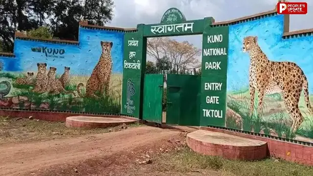 कूनो में इलाज के दौरान नामीबियाई चीता गौरव की मौत, 10 दिन पहले जंगल में सुस्त हालत में मिला था