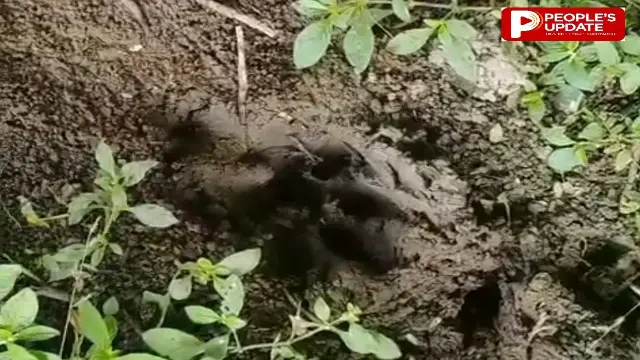 सीहोर नगर में टाइगर की एंट्री से हड़कंप, मंडी से अवधपुरी तक खौफ; हाउसिंग बोर्ड की ओर बढ़ा बाघ