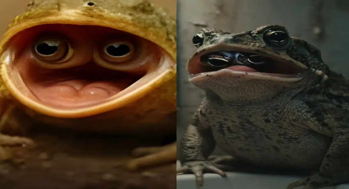 एक ऐसा मेंढक जो मुंह खोलकर, आंखों से देखता है दुनिया