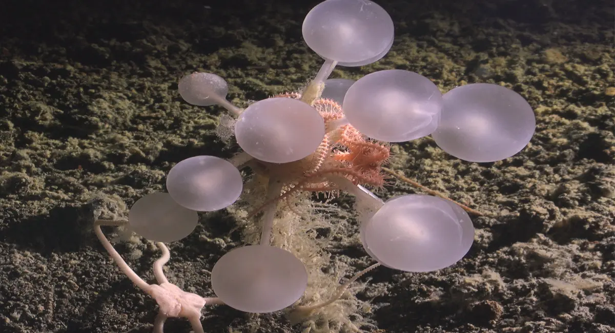 समंदर की गहराई से निकला मौत का गोला, एक ऐसा पौधा जो शिकार को जिंदा खा जाता है 