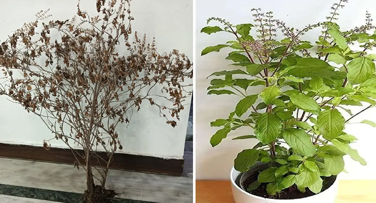 घर की तुलसी क्यों नहीं रहती हरी भरी, इस रहस्य को जानें और अपनाएं ये टिप्स