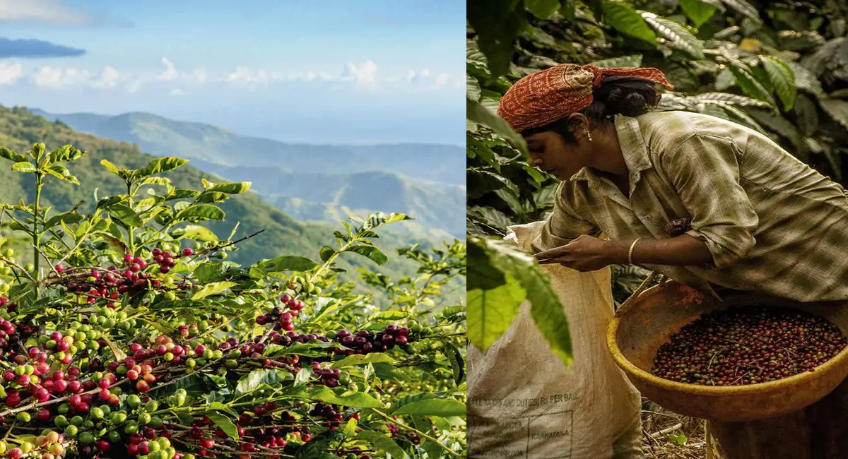 कॉफी सिर्फ दक्षिण में नहीं, बल्कि उत्तर में भी है, जहां अंग्रेजों ने बागान बसाया था