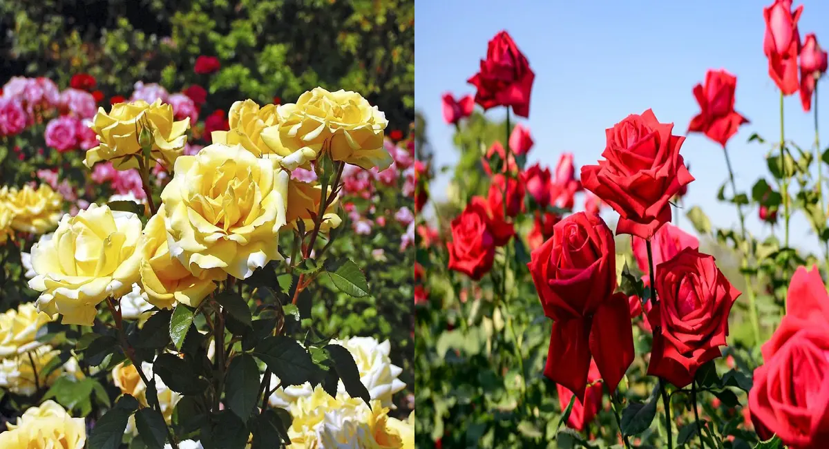 सर्दियों में गुलाब का बढाएं जादू, फूल से करें नई पौधे तैयार, इस आसान घरेलू तरीका से