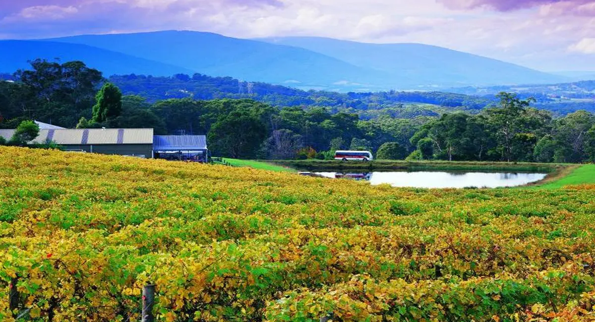 दुनिया की नजरें ऑस्ट्रेलिया पर, यहां का वाइन टूरिज्म बना सबसे बड़ा आकर्षण