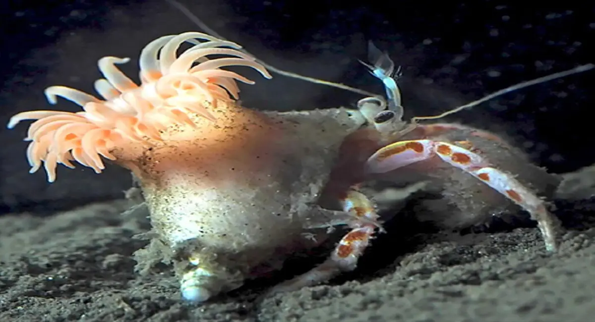 वैज्ञानिकों ने खोजा अनोखा गुलाबी एनिमोन, जो हरमिट केकड़ों के लिए बनाती है घर