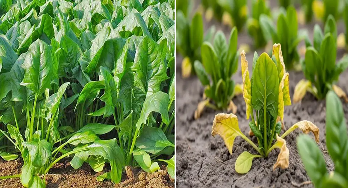 पालक के पत्ते अब होंगे दोगुने, कम खर्च में फायदेमंद, सिर्फ 5 रुपये की चीज से पाए तगड़ी ग्रोथ