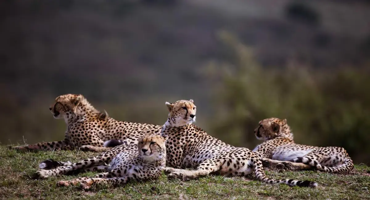 MP में फिर गूंजेगी चीते की दहाड़, बोत्सवाना से भारत आए 8 अफ्रीकी चीते