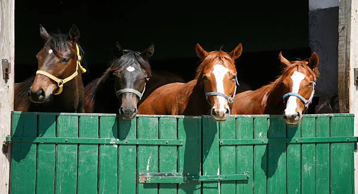 फार्म हाउस में 19 घोड़ों की मौत के बाद 14 और गायब, कलेक्टर ने FIR दर्ज करने के दिए आदेश