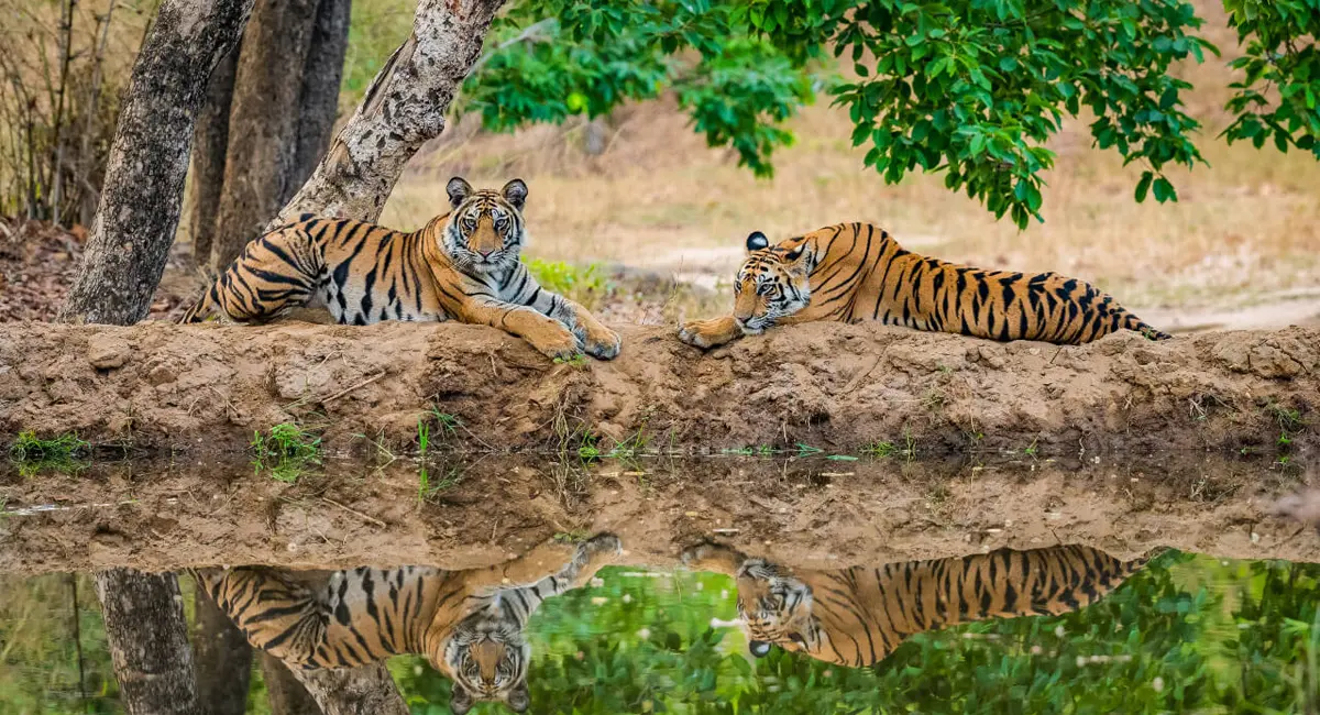 KANHA TIGER RESERVE
