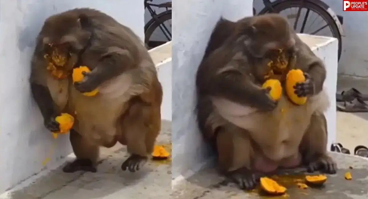 छत पर बैठकर उड़ाई दावत, महिला भगाने पहुंची तो लोगों की छूट गई हंसी